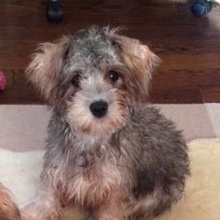 シュナウザーとシーズーのミックス