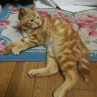 茶アメショー柄❤あめ君