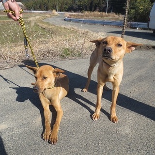 人なつっこく元気な姉妹犬の家族になって下さい！！