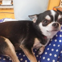 転宝(うたた)ちゃん