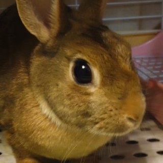 【募集終了】保護うさぎ：ネザー♀４歳