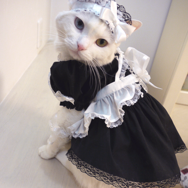 メイド服を作りました。機嫌のいい時に着せて早いとこ写真を撮らないとどっか行ってしまう！