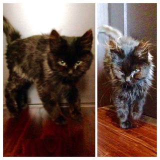 現在検討中‼︎生後3ヶ月◆黒猫♂◆甘えん坊◆人馴れ抜群