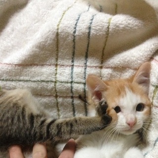 仲良し兄弟にっち♪とさっち♪