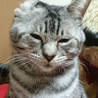 お耳がないけど猫ですよ