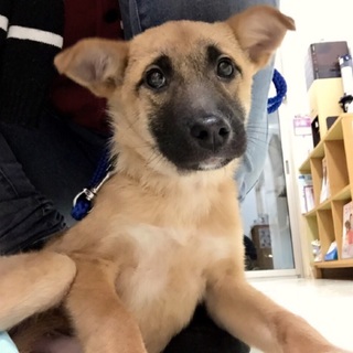 希望あり。少し臆病な遊びたがりや！白ソックス子犬の男の子