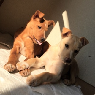 希望あり。シッポフリフリ！イケメン子犬兄弟の男の子