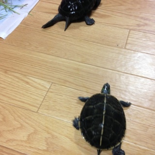 ゼニガメ＆アカセスジニシキガメ
