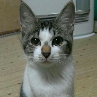 訳あって美容整形手術？　ルネ 綺麗になりました！