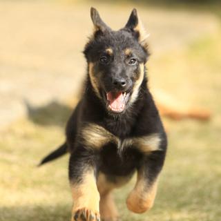 シェパードとタービュレンのミックス犬です