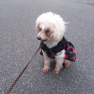 素敵な家族が決まりました。