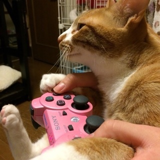 ごろごろ全開☆茶トラほたてくん