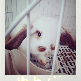 うさぎの里親募集