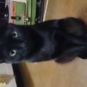 大人しく人なつっこい黒猫ちゃんの里親を募集します！