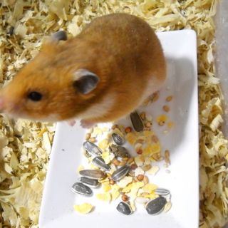 話し合い中ですハムスターよろしくお願いします