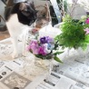 ねこの幸せさがし(保護活動者)