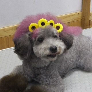 シルバートイプードル女の子2.8キロ　人懐っこい可愛い子です。