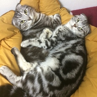 里親様が決定いたしました。ありがとうございました。