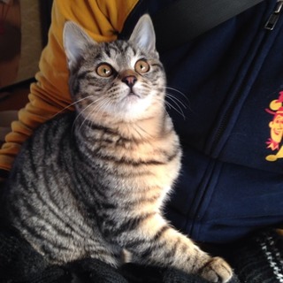 えむこ★キジトラ★女の子★四ヶ月未満