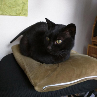 (元飼い猫)野良猫を保護したので里親を募集します