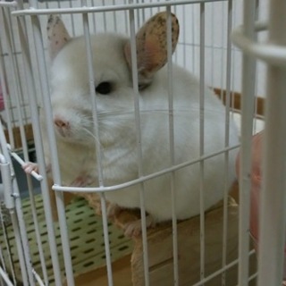 チンチラ雄、雌里親募集！