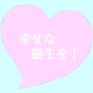 元気な茶トラ被災猫