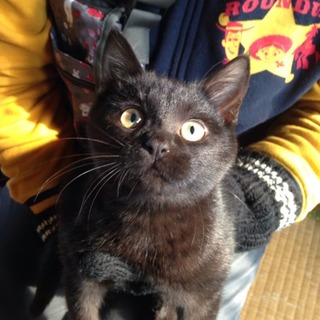 くろこｄ★女の子★四ヶ月未満