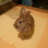 うさぎちゃん里親お願いします サムネイル3