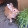 うさぎちゃん里親お願いします サムネイル4