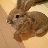 うさぎちゃん里親お願いします サムネイル5