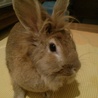 うさぎちゃん里親お願いします サムネイル6