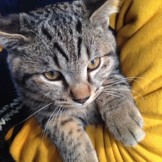 キジトラ★男の子★四ヶ月未満