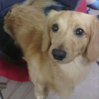 里親決定!!応募して頂いた方ありがとうございました！