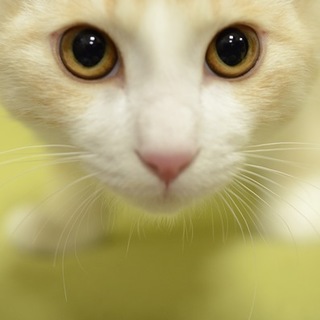 茶トラ白　シーム君里親募集