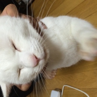 急遽募集します！