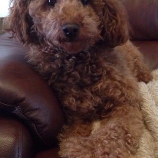 トイプー2歳　オス　