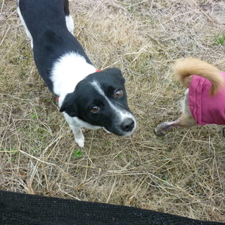 気立てのよいモモちゃん