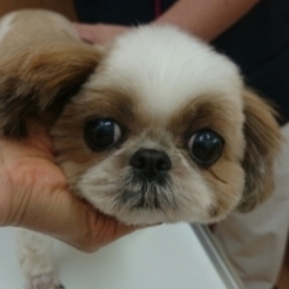 瀬戸内オリーブの家族になっていただけませんか？