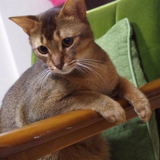 元気でヤンチャなアビシニアン