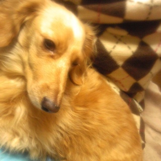 急募！くるみの家族になってもらえませんか？