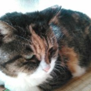 18歳だけど元気な三毛さん、新しいお家を探しています