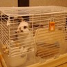うさぎの里親募集 サムネイル2
