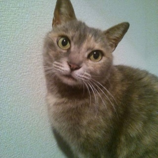 至急！里親さん募集！とても人懐こい猫ちゃんです