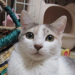 美しいパステル三毛のジャスミン