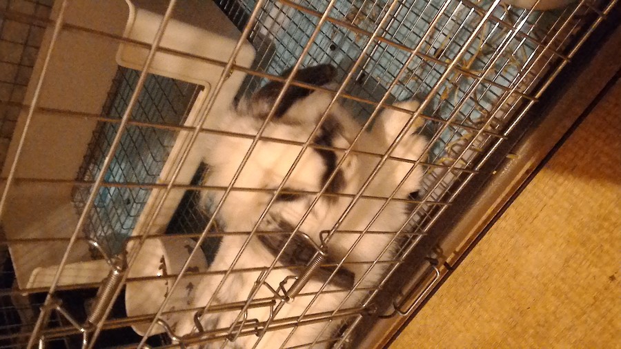 うさぎの里親募集 サムネイル2