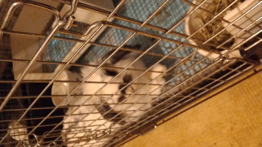 うさぎの里親募集 サムネイル3