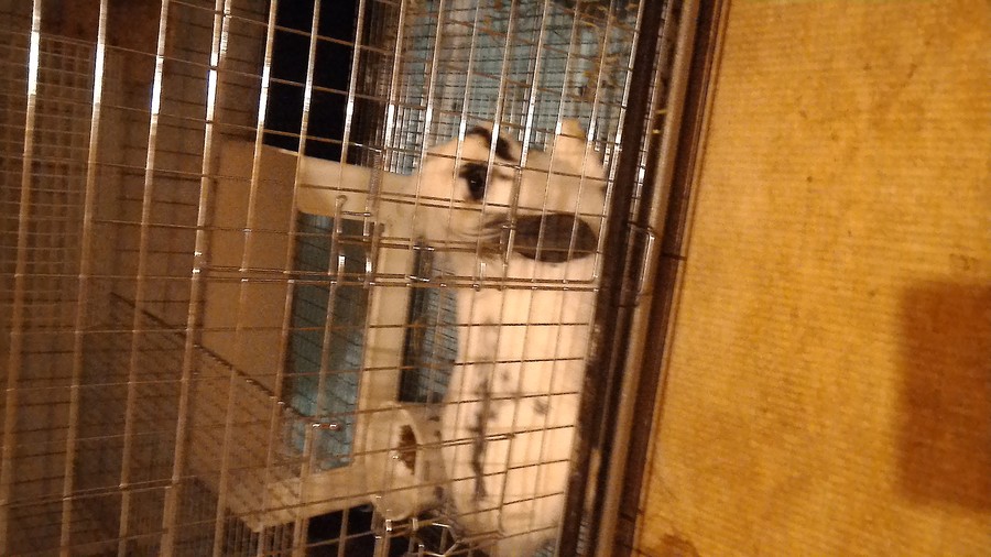 うさぎの里親募集 サムネイル5