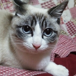 里親探しています