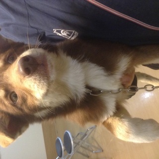 3ヶ月 ボーダーミックス