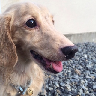 かわいがってくださる方募集！